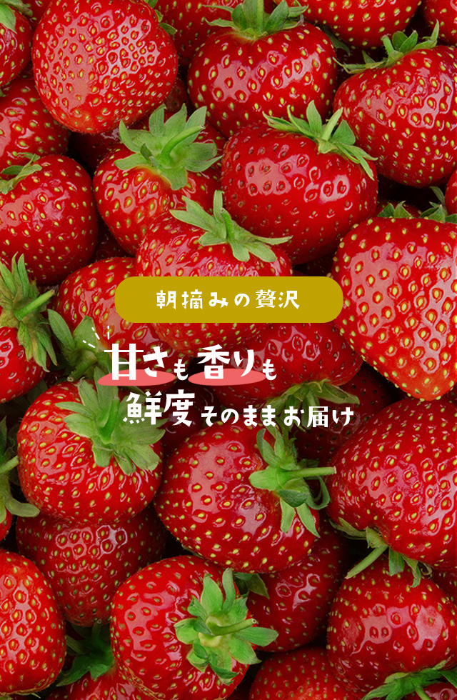 おいしさ満点！│とちあいかを全国にお届けします│オンラインショップ